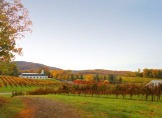 Kunst und Weinkultur werden im Herbst in Virginia gefeiert
