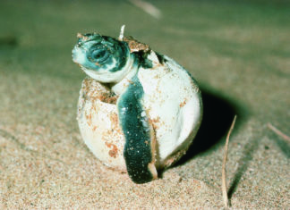 Queenslands Stränden stehen „schlüpfrige“ Zeiten bevor