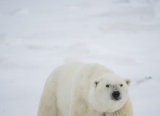 Lonely Planet Best in Travel 2019: Manitoba unter den „Top 10“ der besten Reise-Regionen der Welt