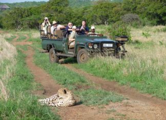 Südafrika – Jetzt eine Safari mit Motsi Mabuse starten