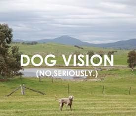 Australischer Bundesstaat Victoria startet weltweit erste Tourismus-Kampagne für Hunde