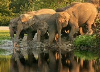 Rishikesh erleben mit dem luxuriösen Ananda in the Himalayas