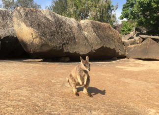 Auf neuem Wildlife-Pfad fünf besondere Känguru-Arten entdecken