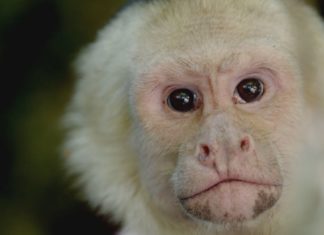 Costa Rica ist Pionier im nachhaltigen Öko-Tourismus