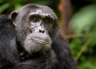 Uganda: Von Zebramangusten, Schimpansen und dem Wandern