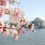 DC – Kirschblüte – Jefferson Memorial
