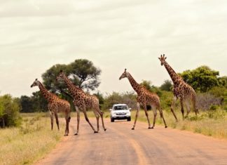 Der Krüger-Nationalpark: Nachhaltig und grenzüberschreitend in die Zukunft