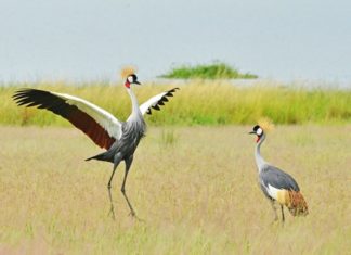 Uganda: Dem Kronenkranich auf der Spur