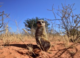 Südafrika federführend im nachhaltigen Tourismus