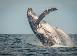 So geht Walbeobachtung in Südafrika Die fünf besten Tipps – ohne verschluckt zu werden