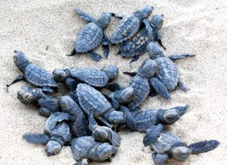 TUI Care Foundation: Engagement für Kapverden