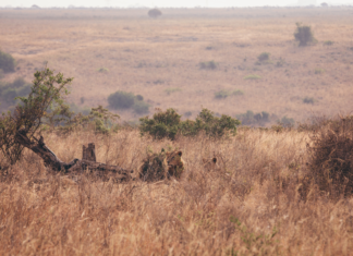 Neue Reisen nur für Frauen nach Kenia, Nepal, Indien und in die Türkei