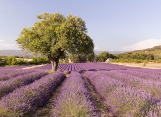 Neue Rosewein-Stars aus Frankreich für den Sommer