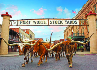 Fort Worth feiert 20 Jahre Cattle Drive