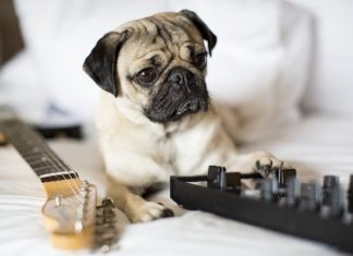 Hard Rock Hotel Tenerife erweckt seinen tierischen Instinkt mit einem neuen Haustier-Service