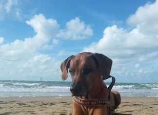 Ferien mit Hund brauchen Planung