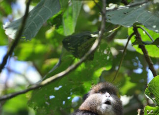 Uganda: Geheimtipps für die Perle Afrikas