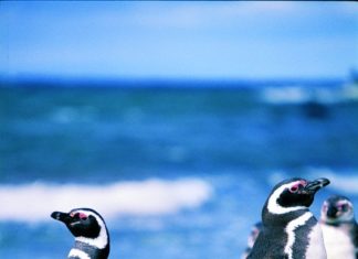 Norwegian Cruise Line: 5 Kreuzfahrten für Naturliebhaber