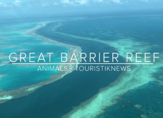 Die Artenvielfalt im Great Barrier Reef