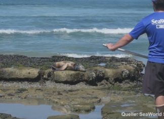 Sea World Rescue Team rettet kleinen Seelöwen aus misslicher Lage!