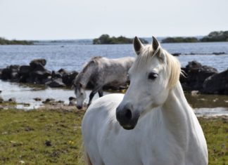 Irland per Pferd erleben in Connemara