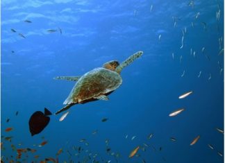 SWISS fliegt ab Genf neu nach Marsa Alam