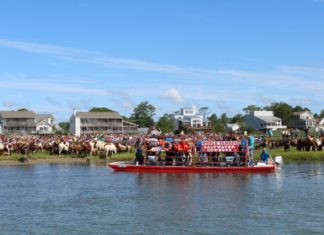 Die Wildpferde von Assateague Island