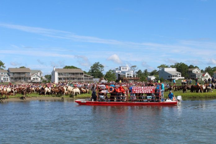 Chincoteague Pony Swim - Saltwater Cowboys