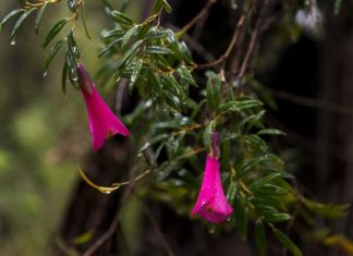 September in Chile: Feiern ohne Ende