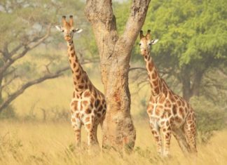 Uganda’s Präsident stimmt „Wildlife Bill 2017“ zu