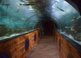 Besuch im Oceanworld Aquarium in Dingle