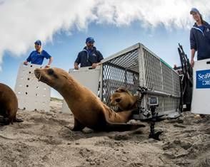 SEAWORLD: Seit 55 Jahren Einsatz für bedrohte Meerestiere!