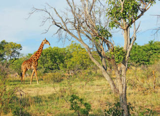 Auf den Spuren der „Big Five“