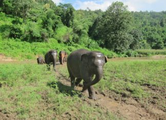 Welt-Elefantentag: Intrepid Travel ruft zu verantwortungsvollen Reisen mit Elefanten auf