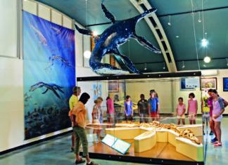 Outback-Urlauber dürfen jetzt auf Fossilien-Suche gehen