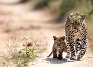 Singita: Sinnbild für Natur- und Tierschutz