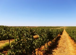 Die Weinlese im Alentejo kann beginnen