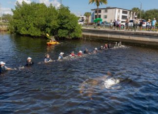 Verirrte Delfine in St. Pete/Clearwater durch Menschenkette gerettet