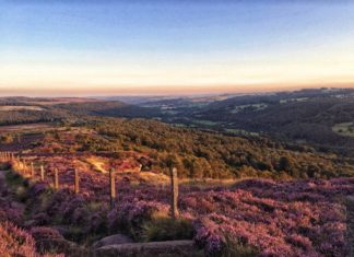 Wenn die Hügel lila blühen: Heidesaison in der Outdoor City Sheffield