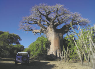 Die Insel der Baobab-Bäume und Lemuren steht hoch im Kurs