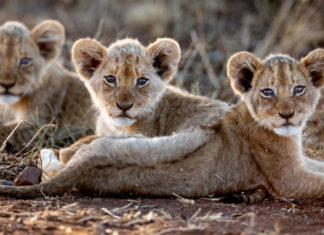 PURE Life Experiences Award 2019 Lionscape Coalition für Naturschutz und Nachhaltigkeit ausgezeichnet