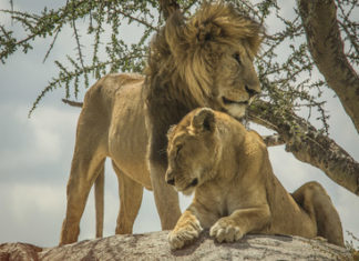 G Adventures stellt 12 neue Reisen der Jane Goodall Collection vor