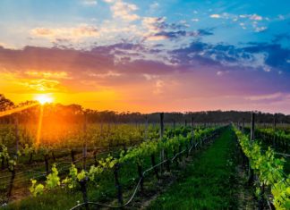 Long Island: Herbst ist Weinlesezeit