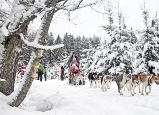 Neue Winter-Aktivreisen: Wo Kinder Huskyschlitten steuern können