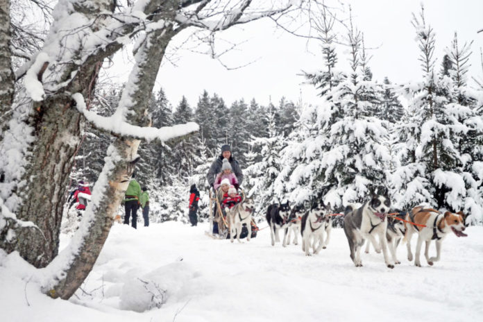 husky_double_vuokattisafaris