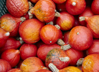 Wochenmarkt in Landau an der Südlichen Weinstraße: „Deutschlands Gemüsegarten“ präsentiert seine Vielfalt