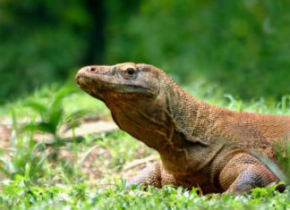 Indonesiens Waran-Insel bleibt geöffnet – Nationalpark auf der Insel Komodo empfängt weiterhin Touristen
