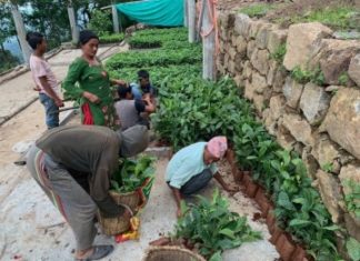Nepal Hilfe Tirol sichert Arbeitsplätze für 150 Familien in Nepals Kaffee-Dorf