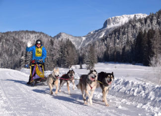Größtes Schlittenhundecamp der Alpen im PillerseeTal