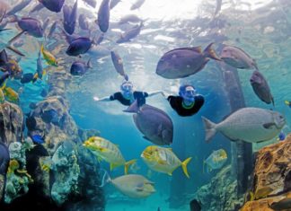 Florida: Discovery Cove mit Sonderaktion zu Black Friday